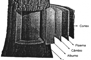 materiaprimabiomassa1