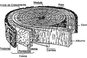 materiaprimabiomassa2