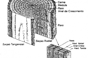 materiaprimabiomassa3